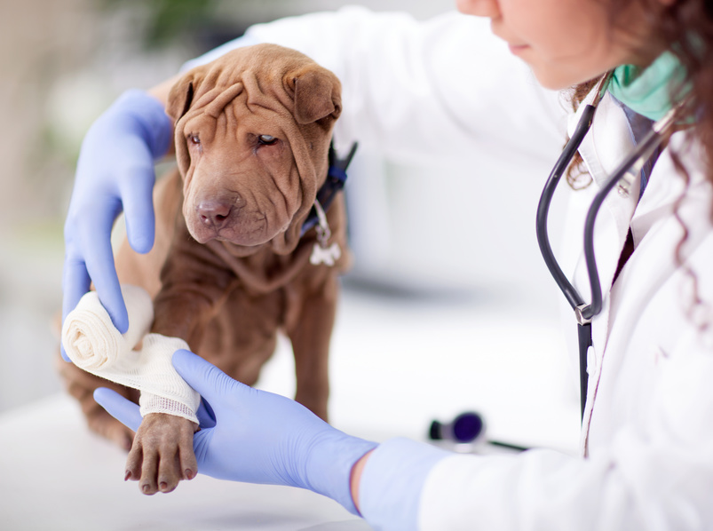 Shar Pei dog getting bandage after injury on his leg